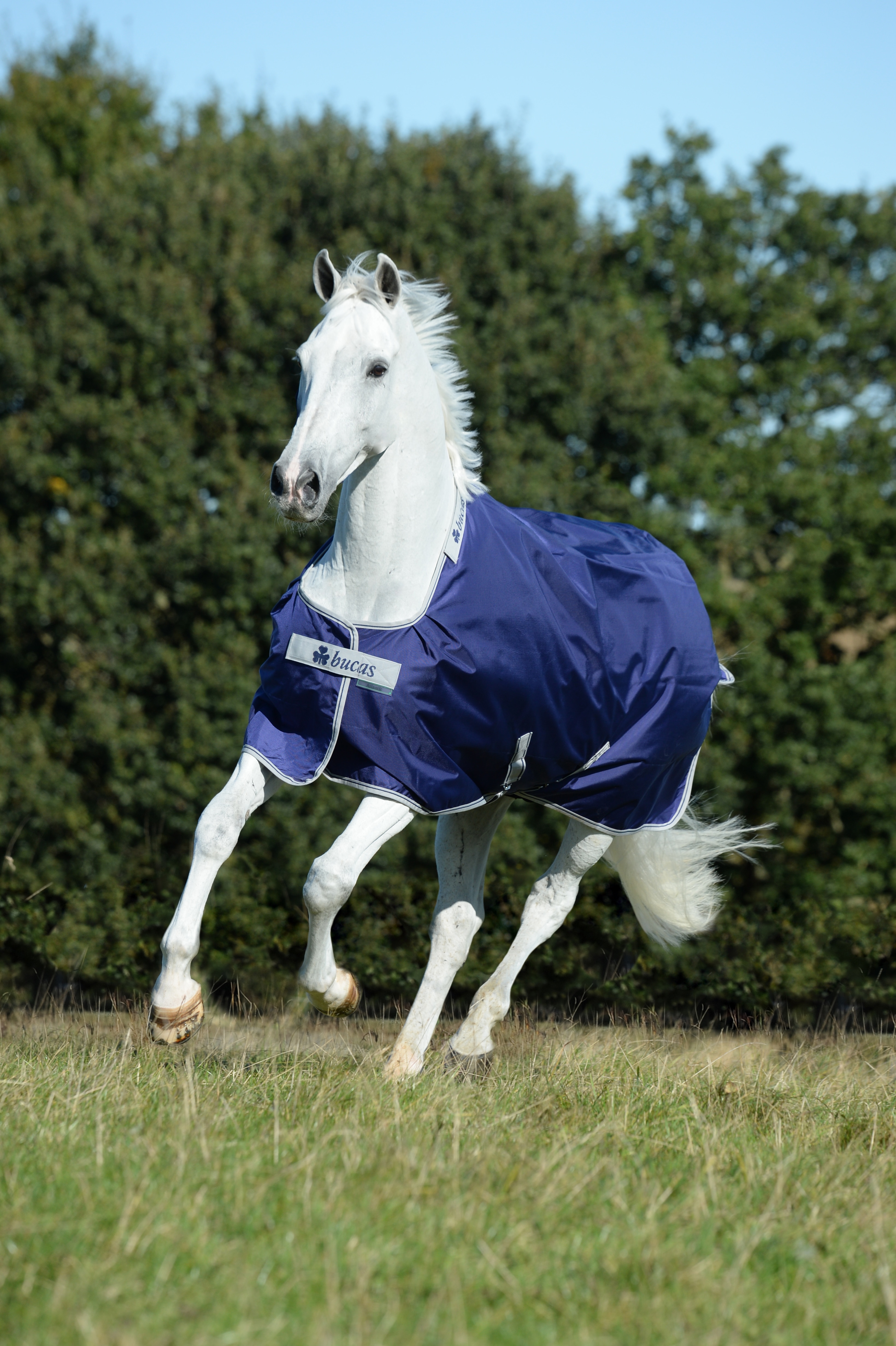 atlantic-turnout-50gr-marin