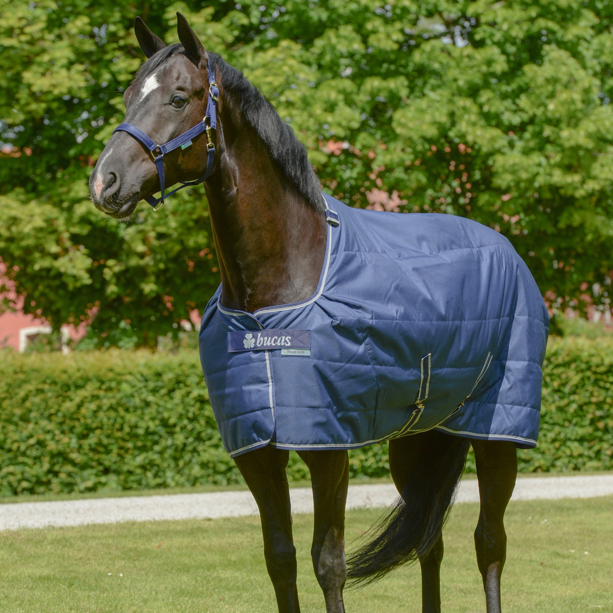 Bucas Quilt 50 SF - Marin