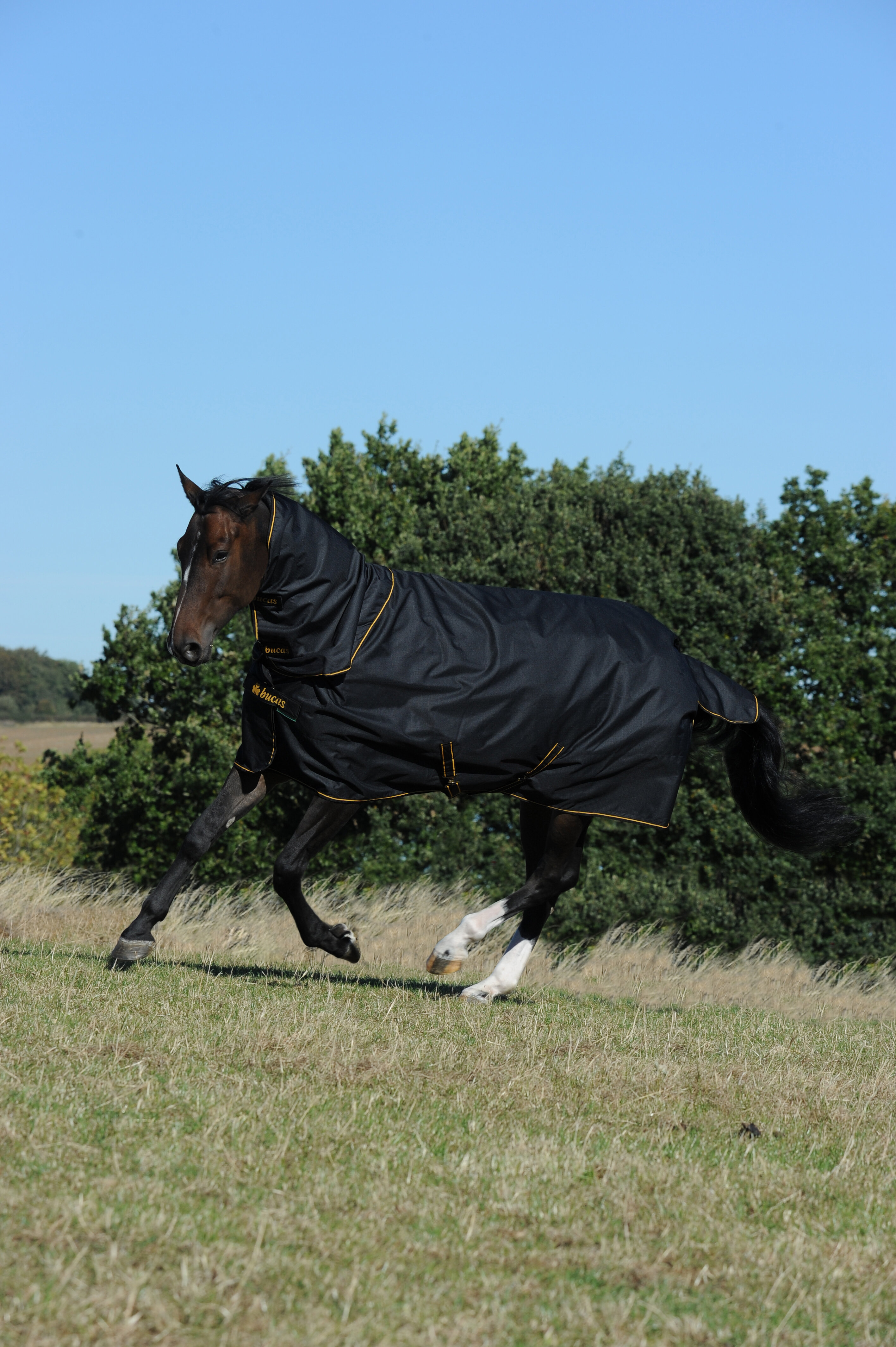 Irish Turnout Light - Black