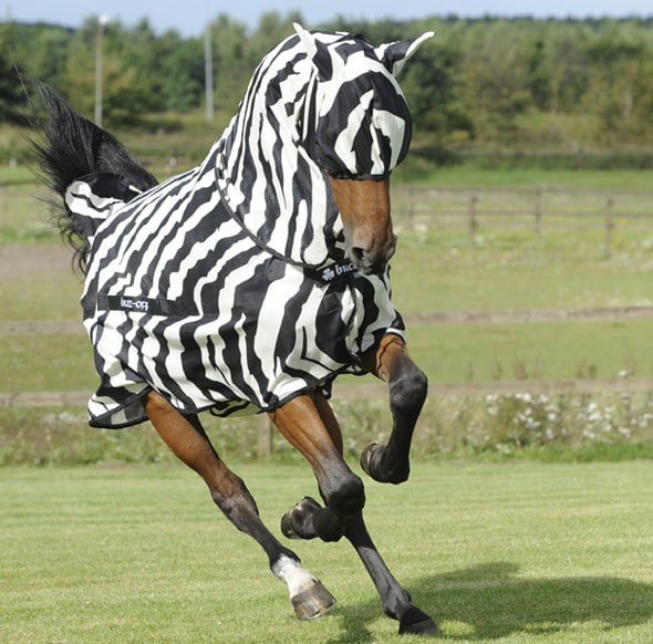 Fly rug Full Neck Zebra