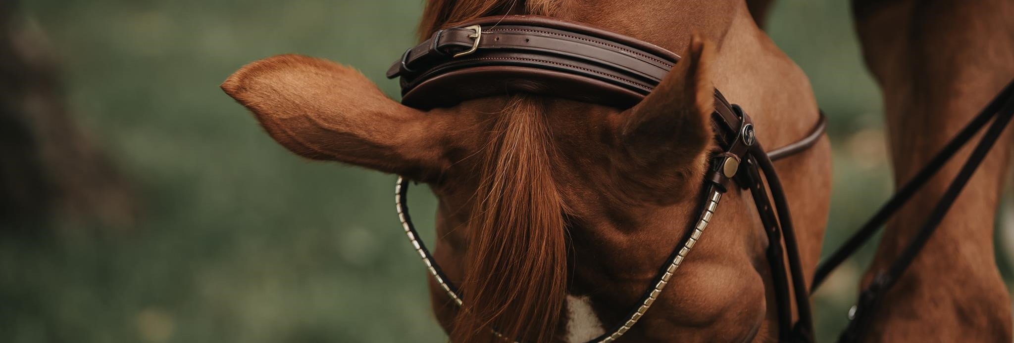 Finesse Bridle® Innovation för hästens skull