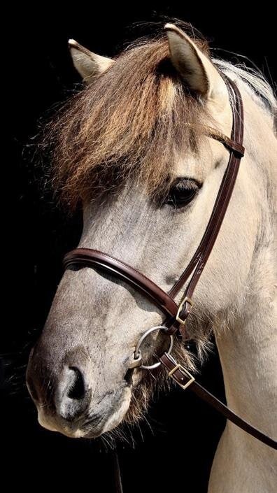 English Noseband OS - Brown