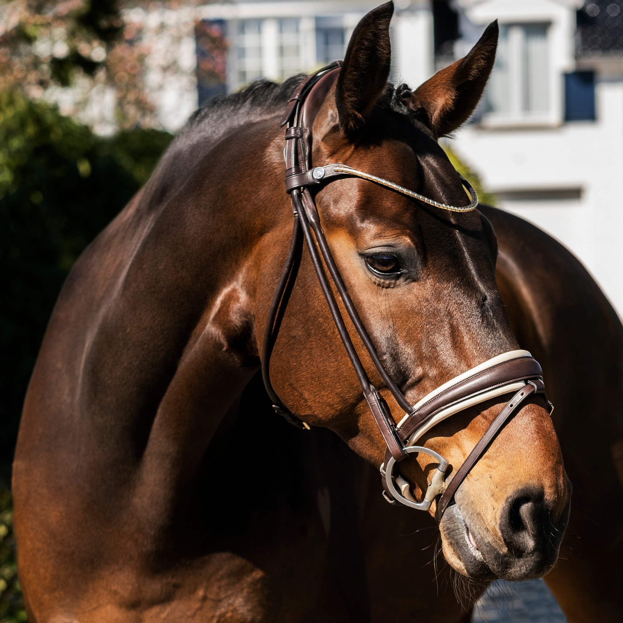 Finesse Cassidy Bridle - Brun/Beige