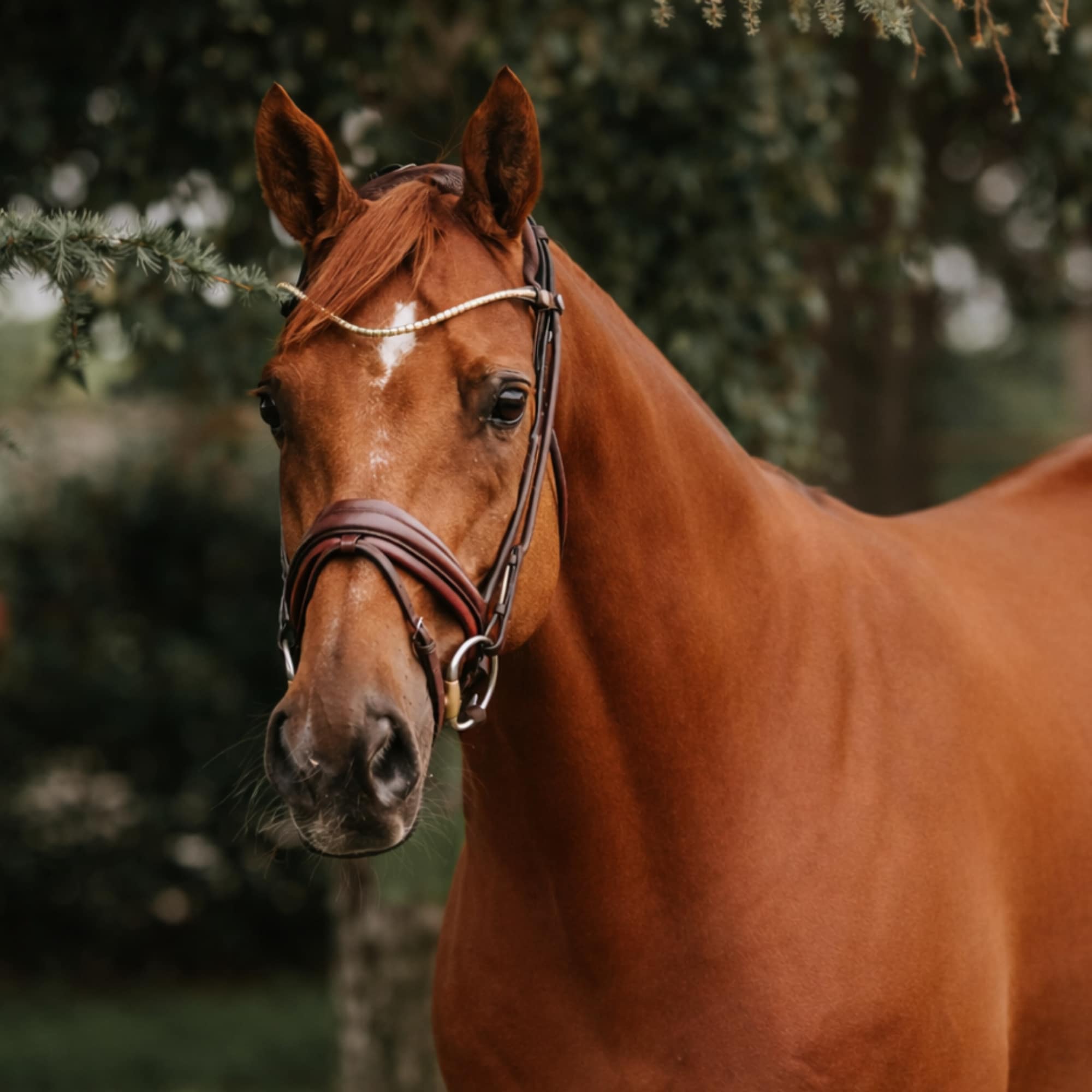 Finesse Cassidy Bridle - Brun