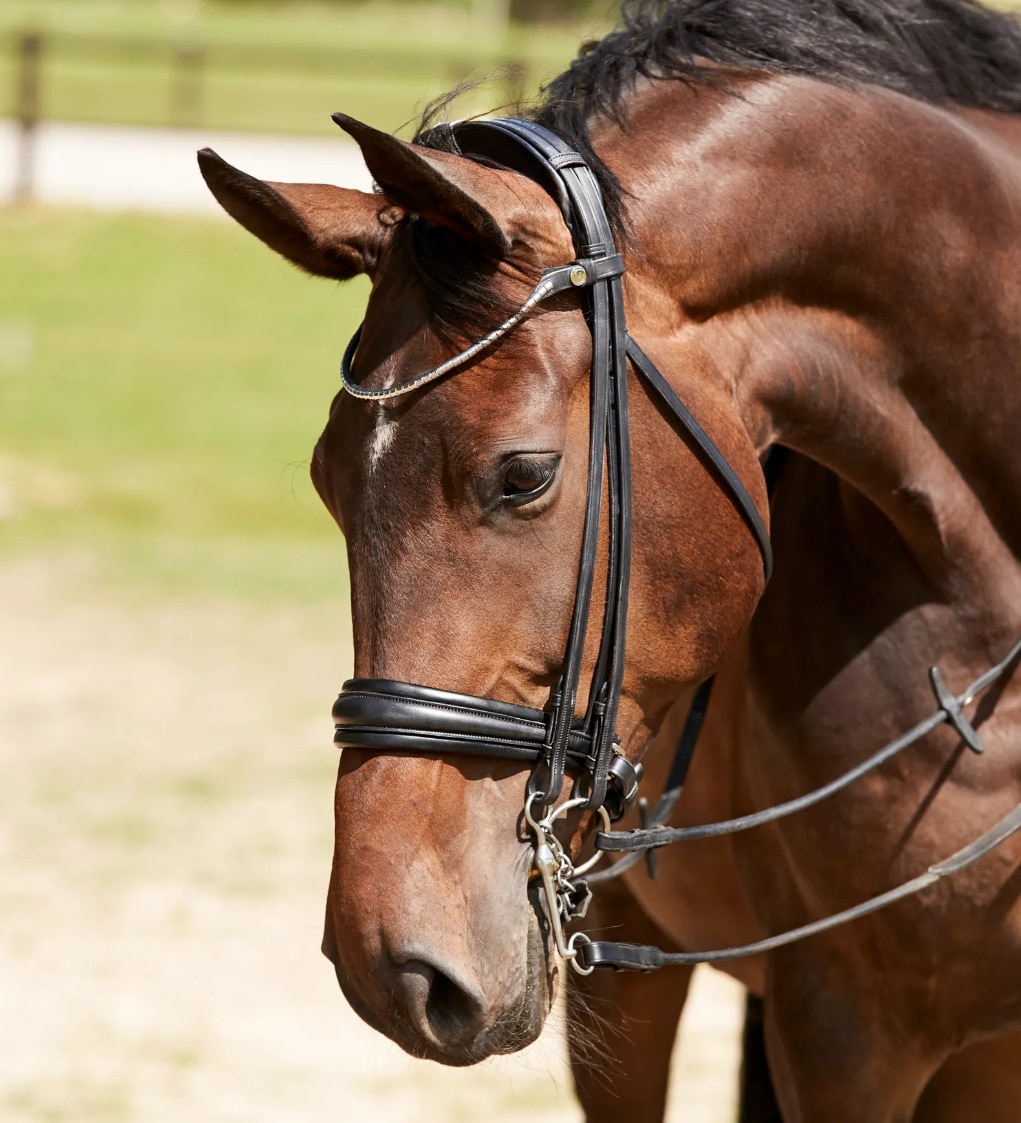 Finesse Double Bridle Cayenne Lacquered - Black/White