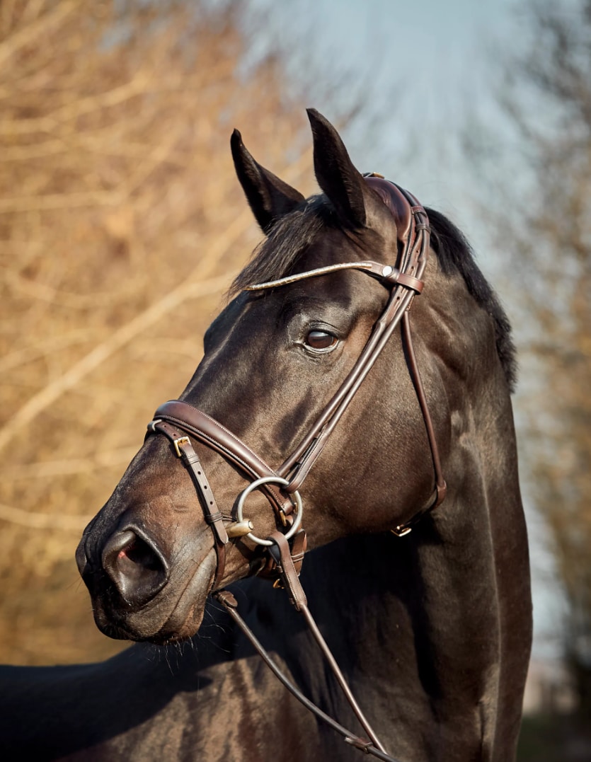 Finesse Bridle Himalaya - Brun