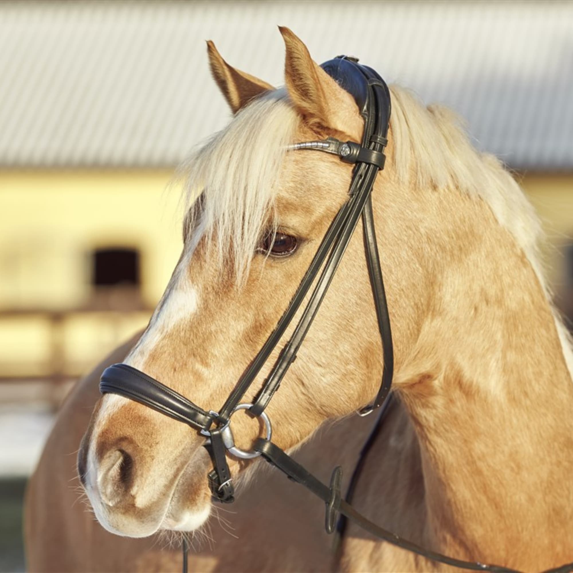 Spirit Flat Drop Bridle - Black
