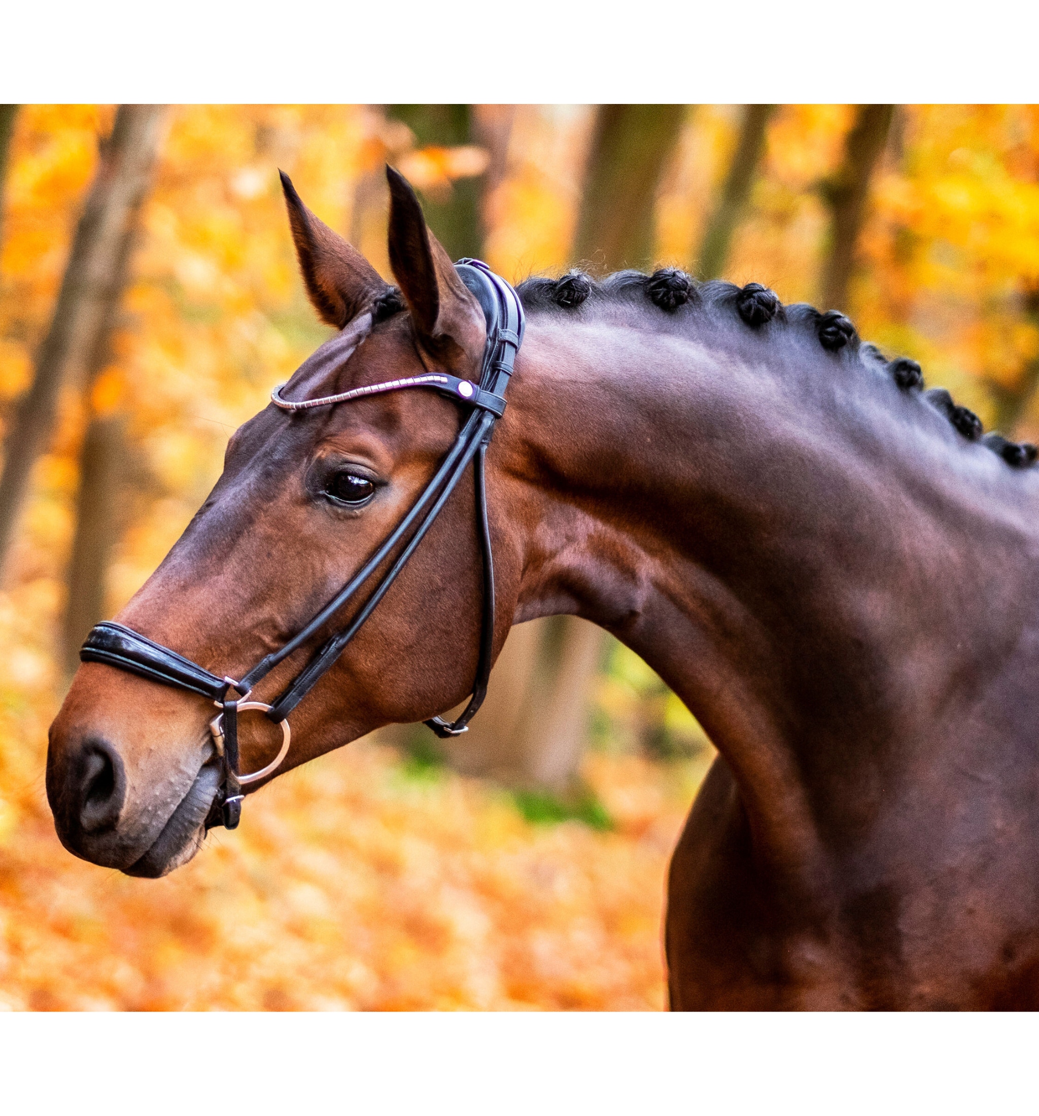 Finesse Bridle Remont - Svart/Lack