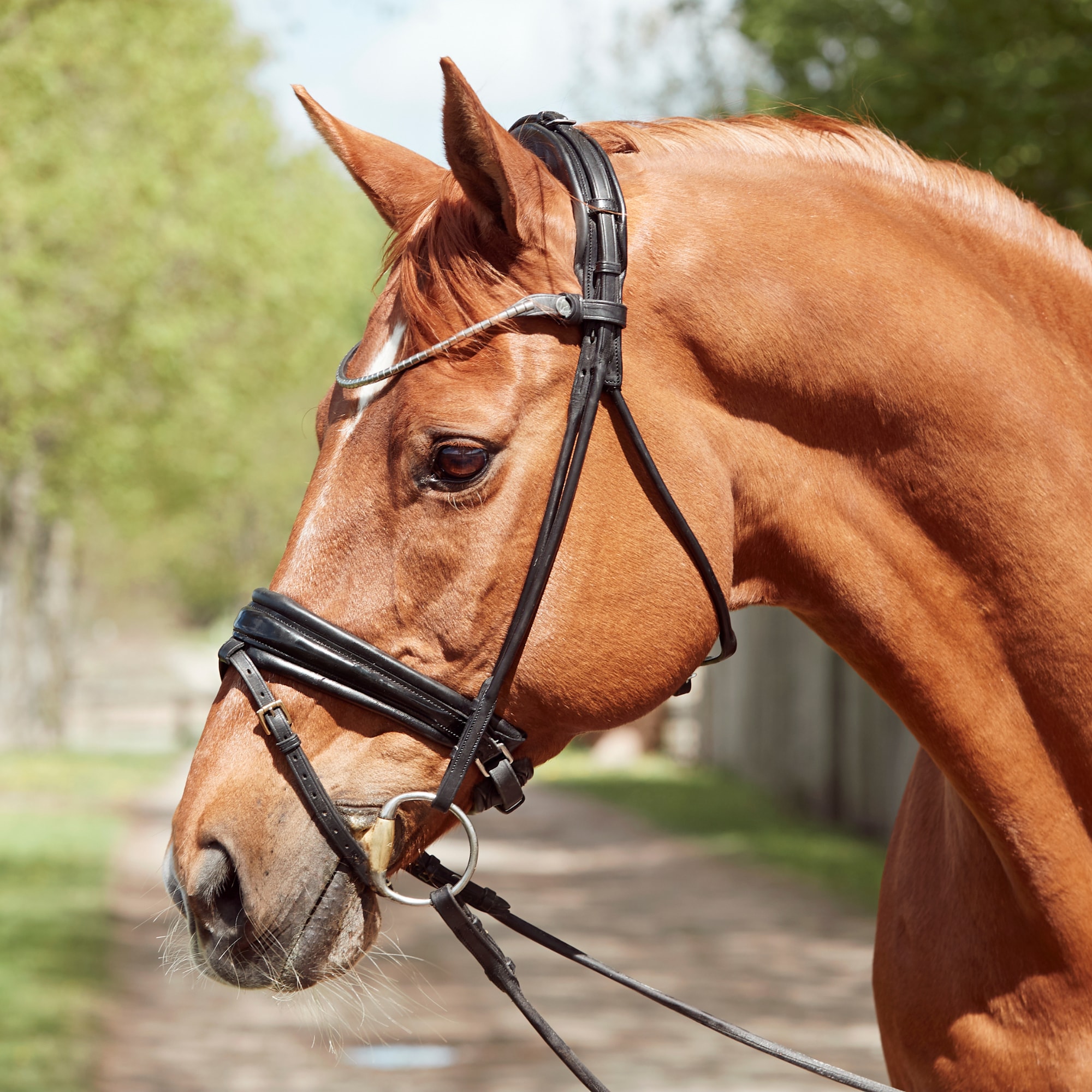 Finesse Cassidy Bridle - Svart/Lack