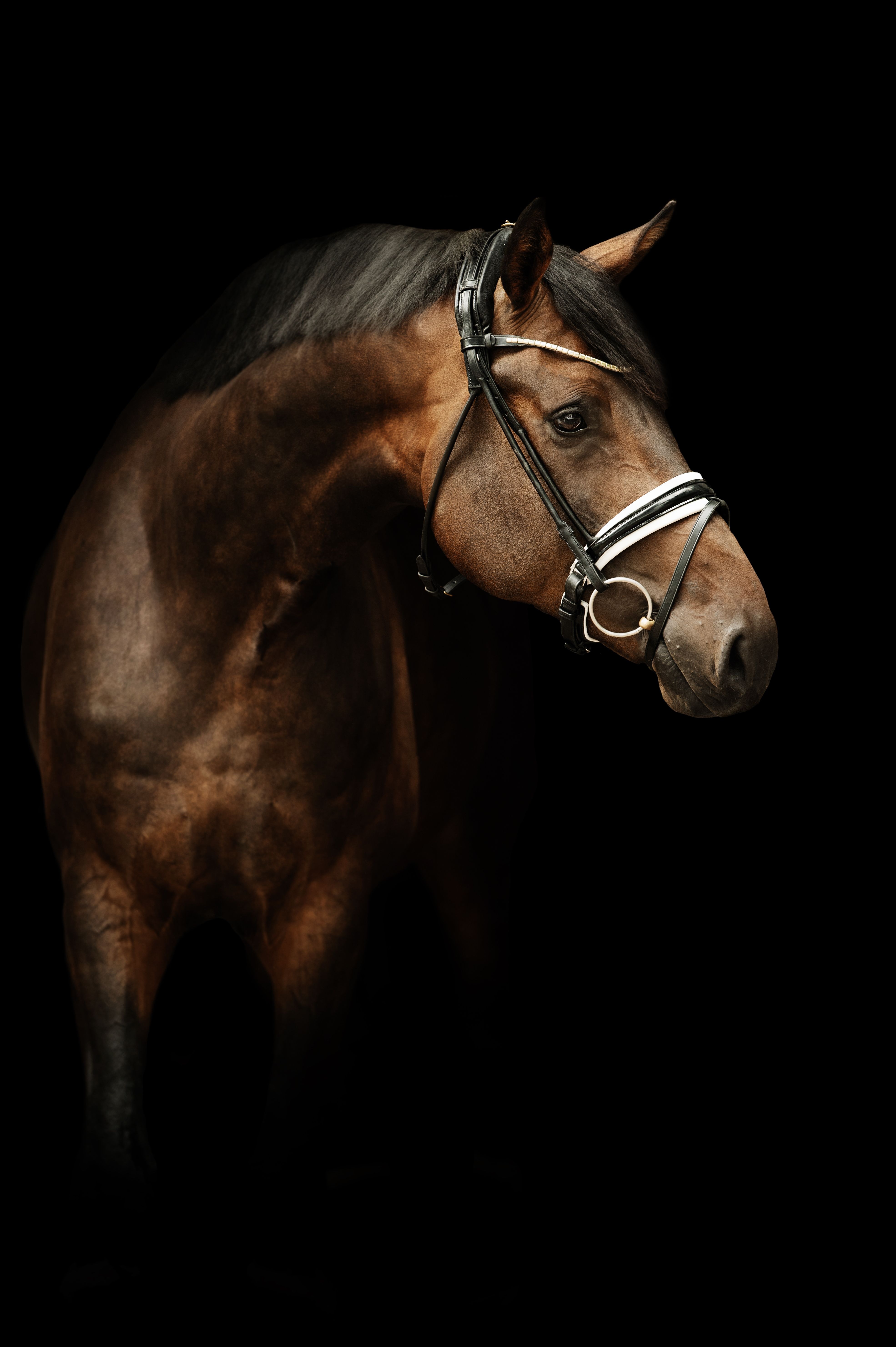 Finesse Bridle - Svart/Vit/Lack