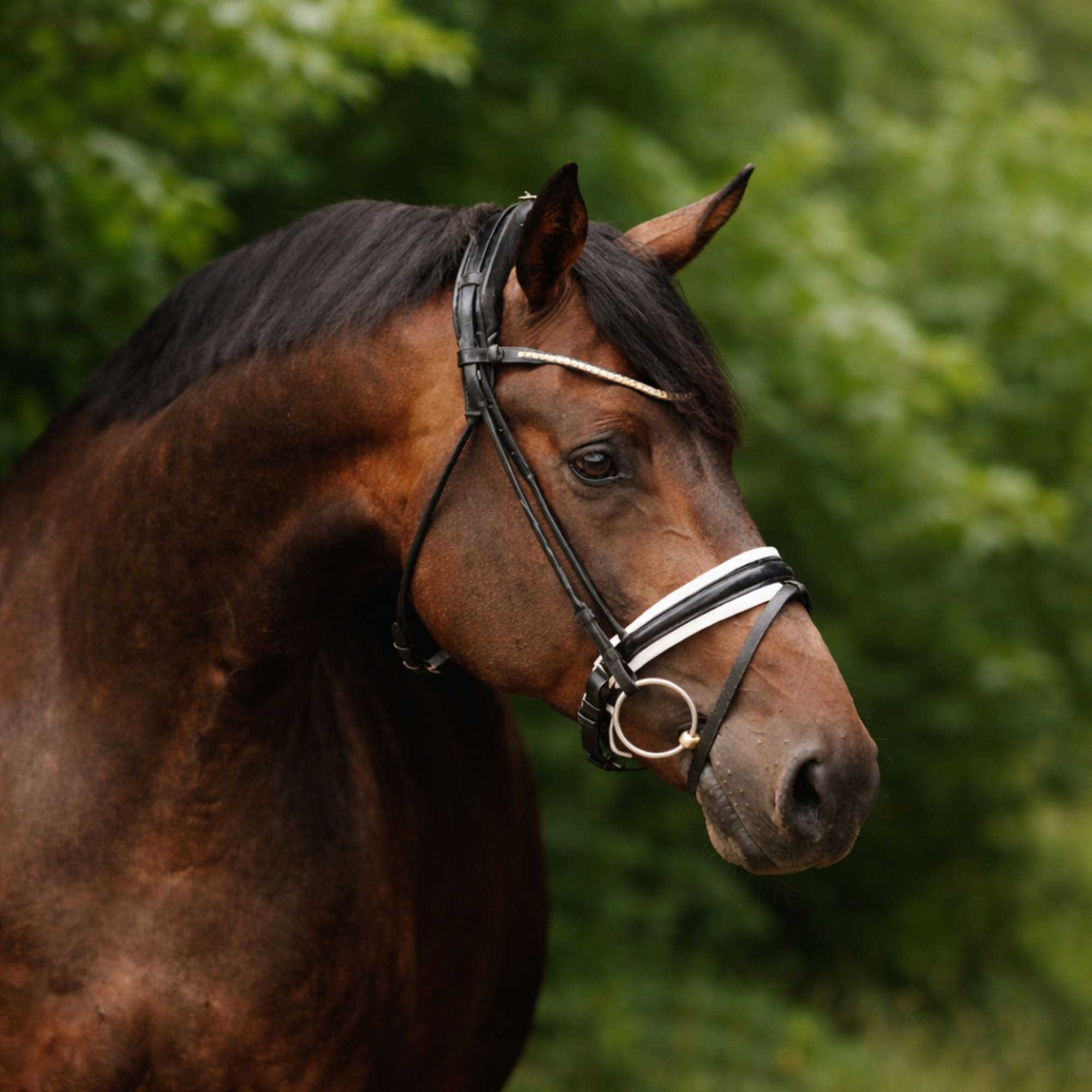 Finesse Cassidy Bridle - Svart/Vit/Lack