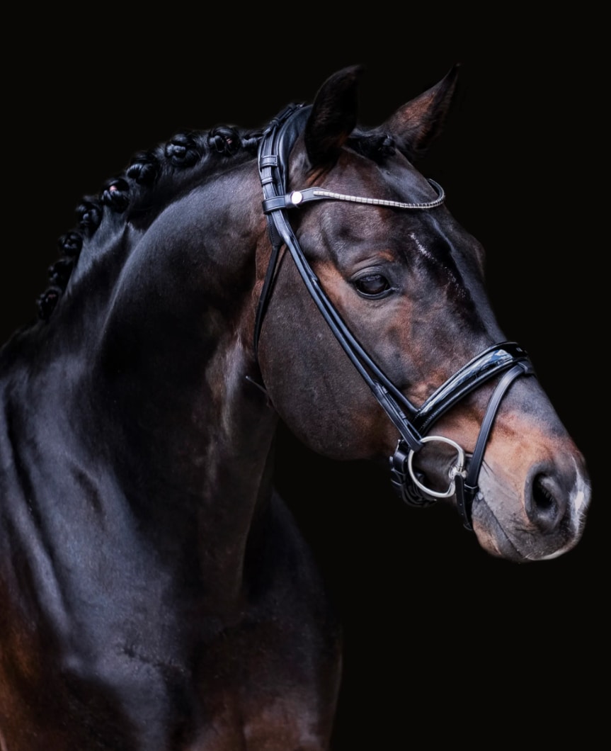 Finesse Bridle Himalaya - Svart