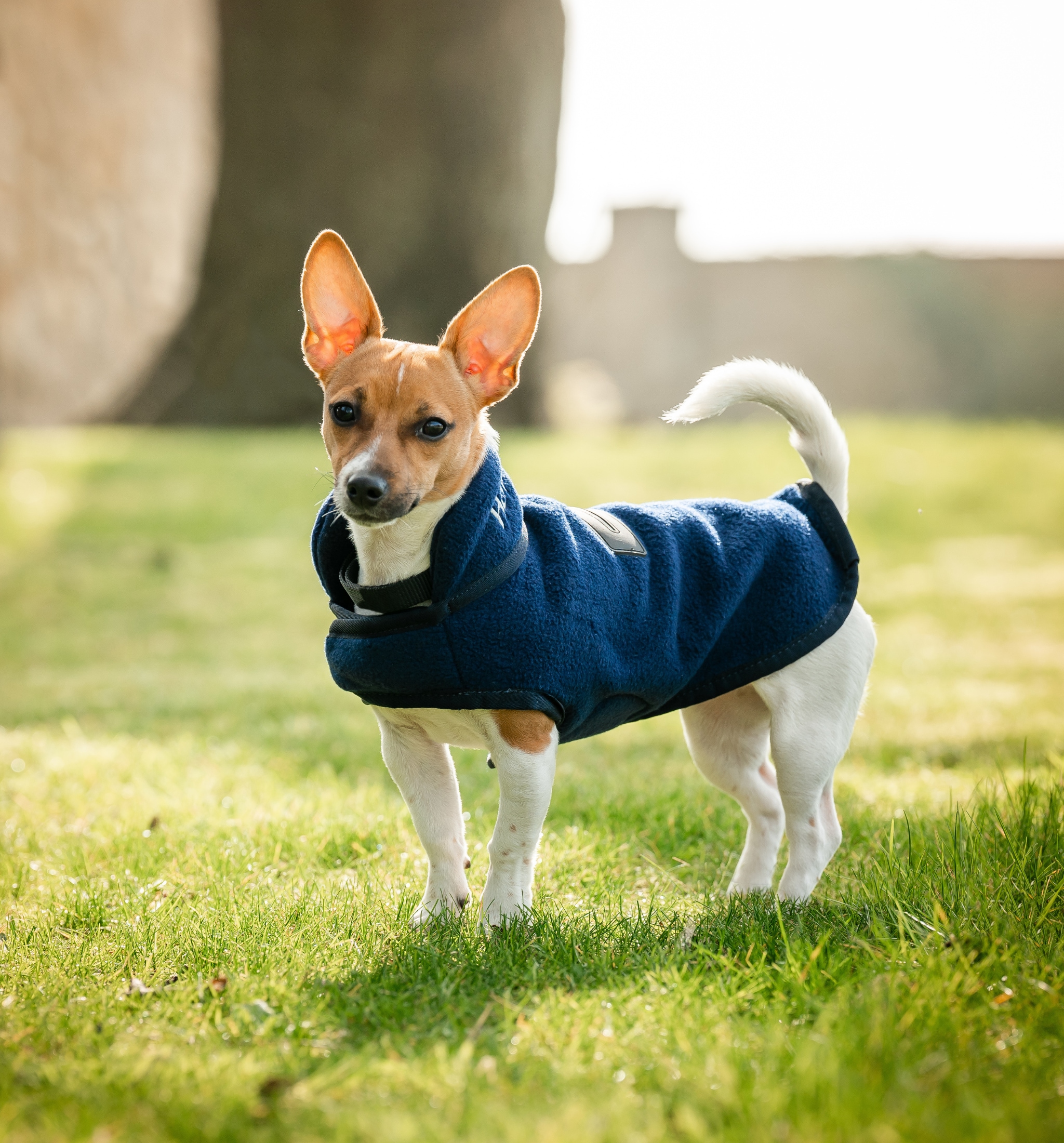 Signature Dog Fleece - Marin