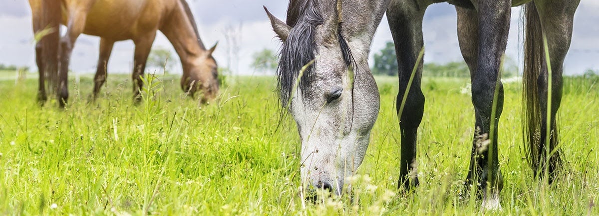 Behöver hästar verkligen socker?