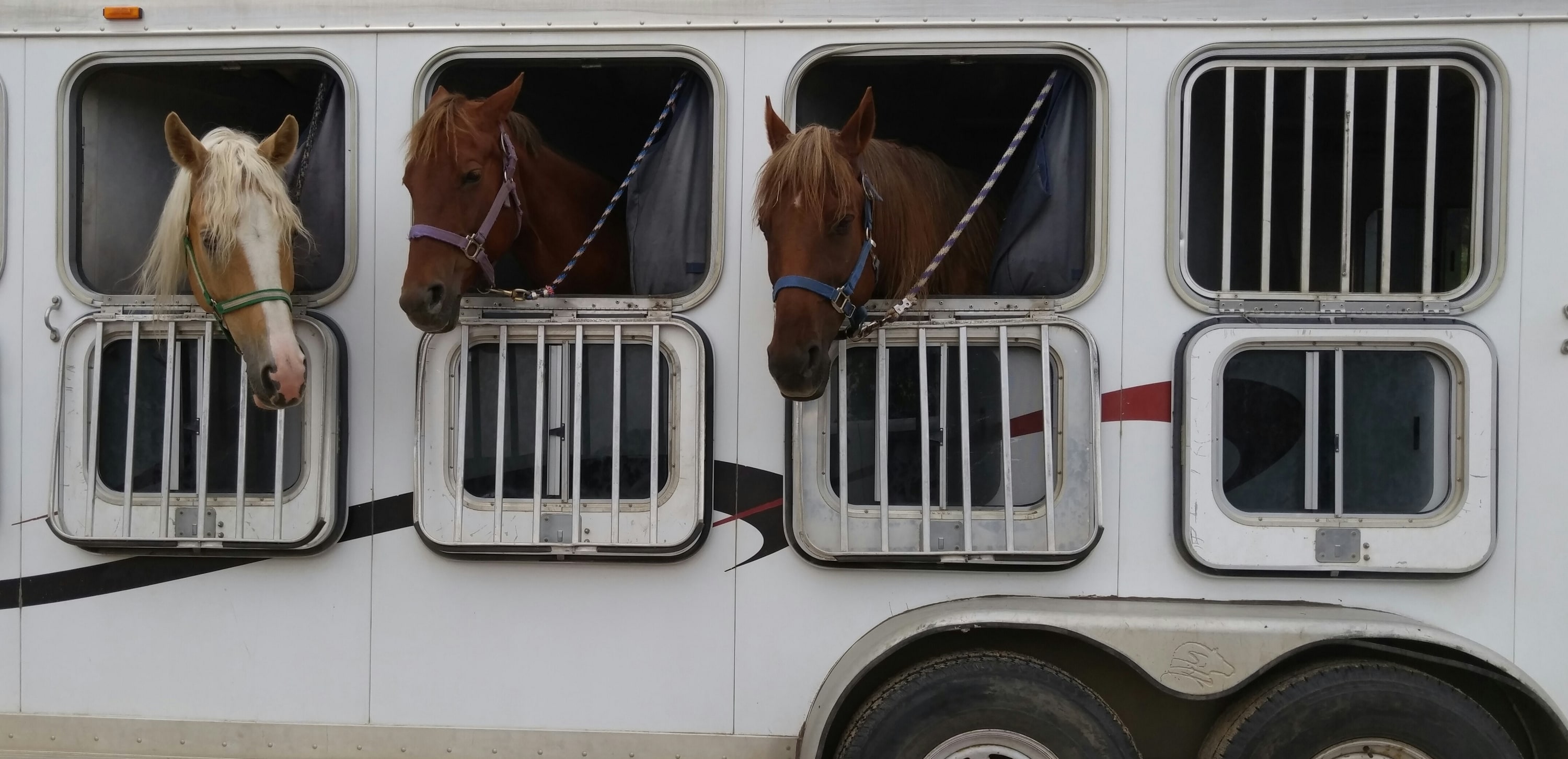 Transportera hästen säkert